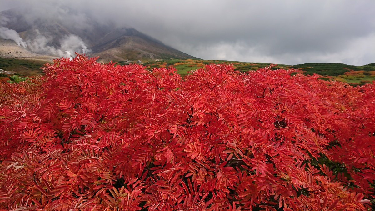 旭岳紅葉②