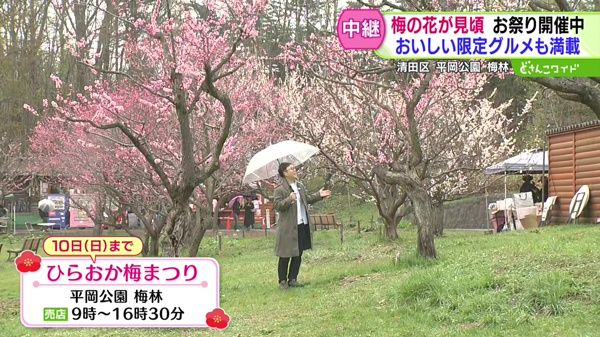 梅の花が見頃！お祭り開催中！おいしい限定グルメ満載！
