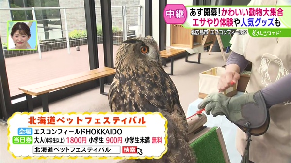 どさんこワイド179 中継画像
