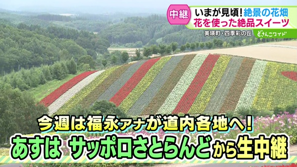 福永中継ウィーク第1弾！いまが見頃！美瑛・絶景の花畑