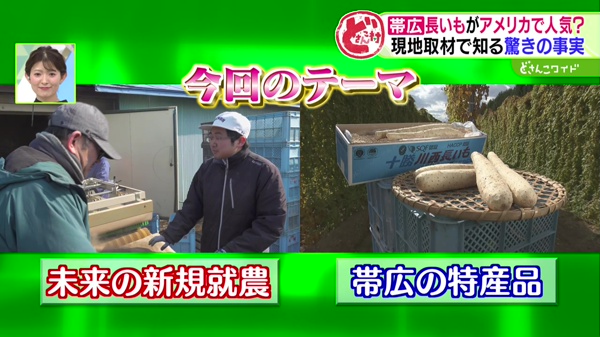 どさんこワイド179 特集画像