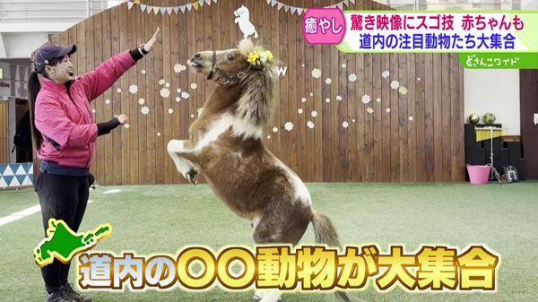 驚き映像にスゴ技・赤ちゃんも！推しアニマルを探せ！