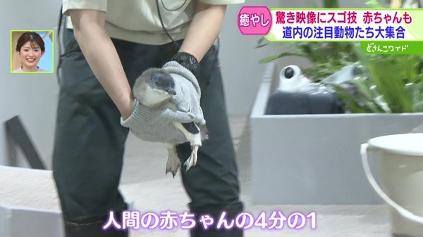 驚き映像にスゴ技・赤ちゃんも！推しアニマルを探せ！