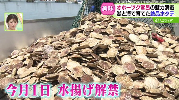どさんこワイド179 特集画像