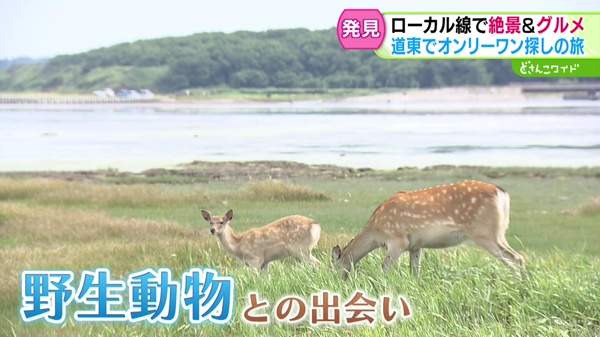 特集