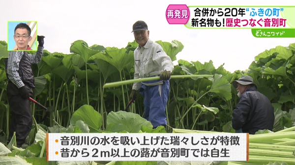 蕗の収穫