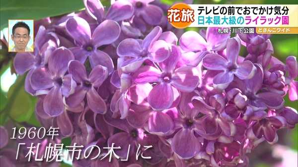 ハナタビ北海道〜滝川の菜の花畑＆札幌のライラック
