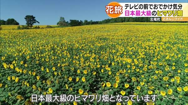 ハナタビ北海道〜ヒマワリと亜麻の花