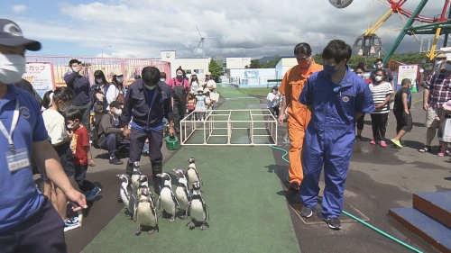 ティモンディとペンギンの行進