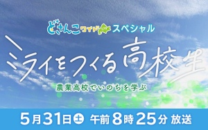 どさんこワイド１７９スペシャル